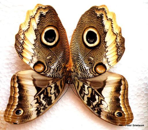 Butterfly Research Centre and Fundraiser Cafe